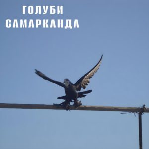 Самаркандский голубь