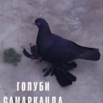 Самаркандские голуби