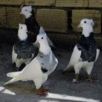 Иранские бойные голуби