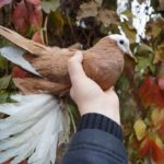 Армавирские белоголовые космачи