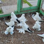 Северокавказские бойные